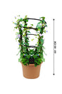 Jacquemontia Marathi - Jacquemontia - Plantsworld.ae