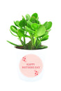 Mother’s Day Special Jade Money Plant (Crassula Ovata) in White Pot
