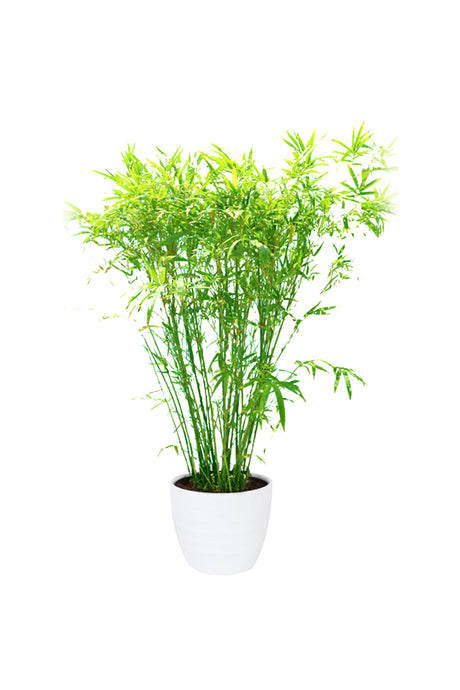 Japanese Bamboo Palm - Pseudosasa Japonica - Plantsworld.ae