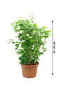 Lebanese Jasmine - Jasminum Sambac - Plantsworld.ae