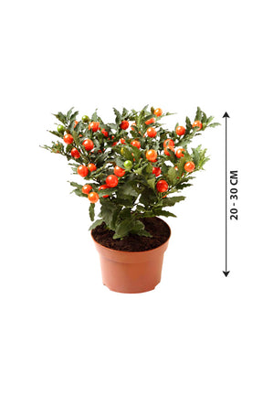 Jerusalem Cherry Tomato - Plantsworld.ae