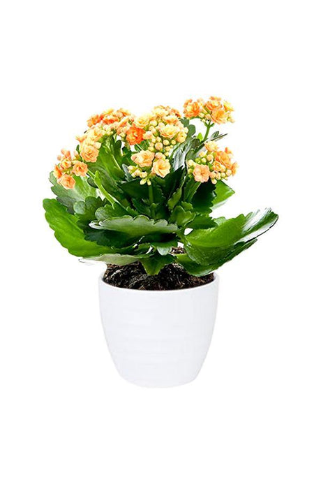 Colorful Blooming Kalanchoe Succulent in Decorative Pot – Indoor Flowering Plant