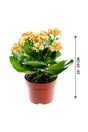 Kalanchoe - Succulent Flowering Plant - Plantsworld.ae - {{ varient.name }}