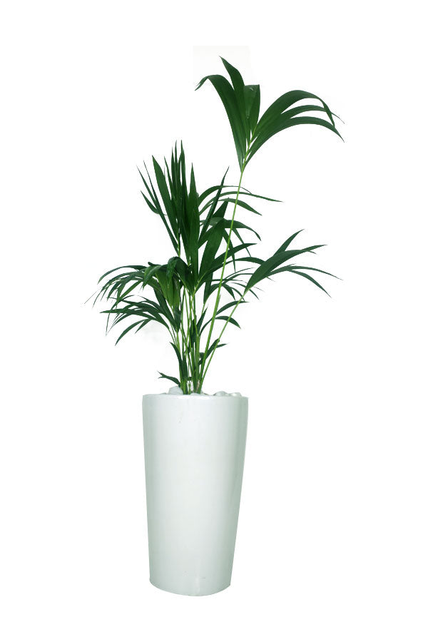 Elegant Kentia Palm indoor plant with lush green feathery leaves, ideal for office and living room interiors
