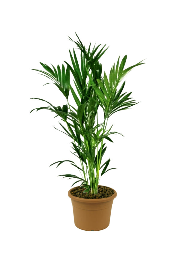Kentia Palm - Howea Forsteriana - Plantsworld.ae