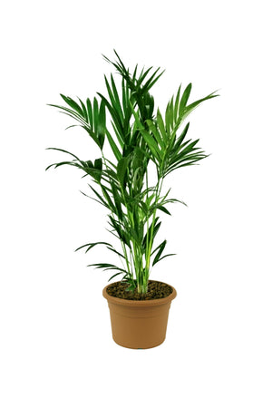 Kentia Palm - Howea Forsteriana - Plantsworld.ae