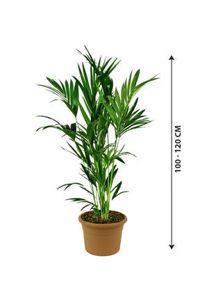 Kentia Palm - Howea Forsteriana - Plantsworld.ae