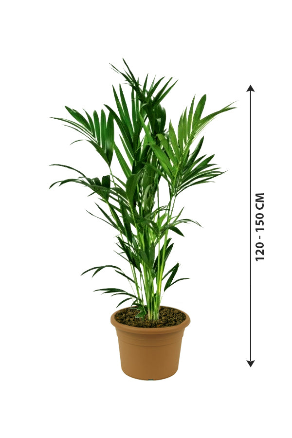 Kentia Palm - Howea Forsteriana - Plantsworld.ae