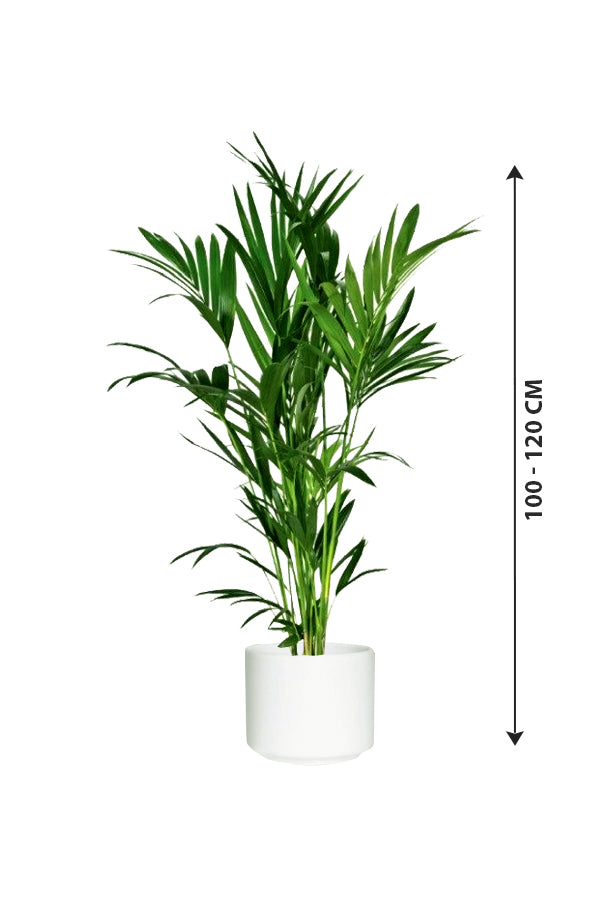 Kentia Palm - Howea Forsteriana - Plantsworld.ae