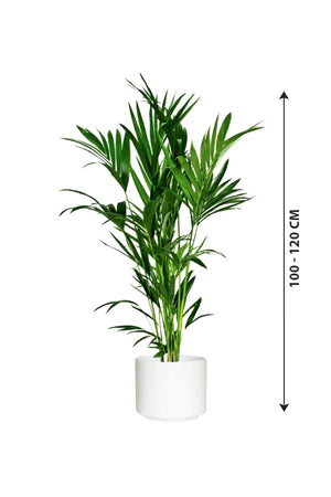 Kentia Palm - Howea Forsteriana - Plantsworld.ae