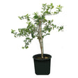 Lemon tree with bright, ripe lemons hanging from branches in a garden pot