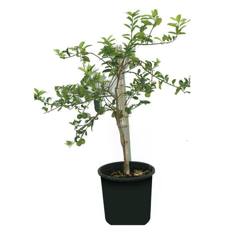 Lemon - Lemon Tree - Plantsworld.ae - {{ varient.name }}
