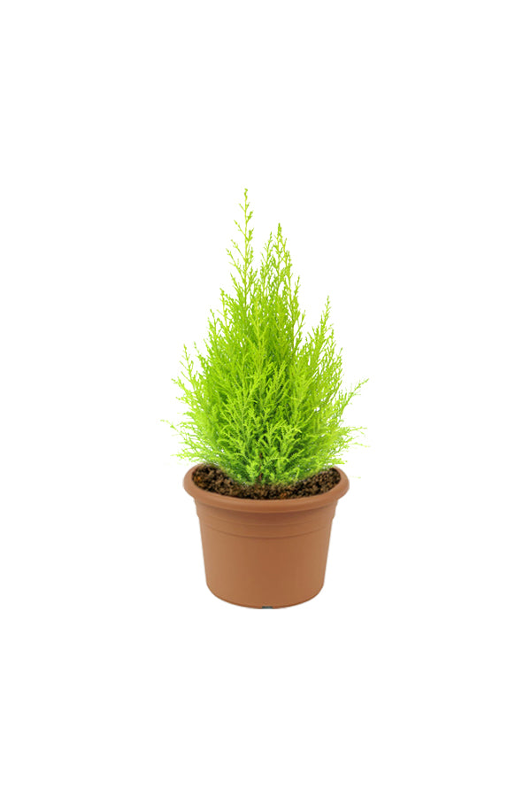 Lemon Cypress - Goldcrest - Plantsworld.ae