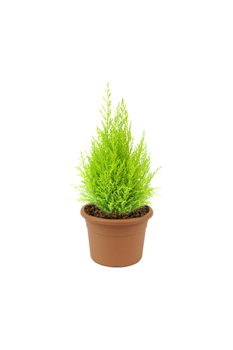 Lemon Cypress - Goldcrest - Plantsworld.ae
