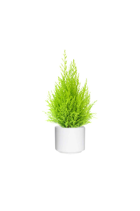 Lemon Cypress Goldcrest Indoor Plant in White Ceramic Pot – Fragrant Evergreen Houseplant