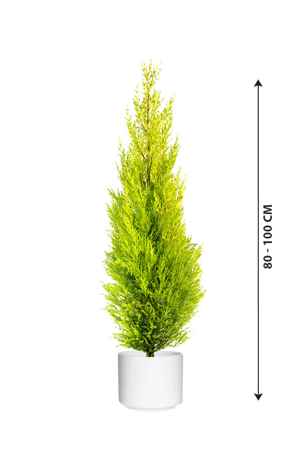 Lemon Cypress - Goldcrest - Plantsworld.ae