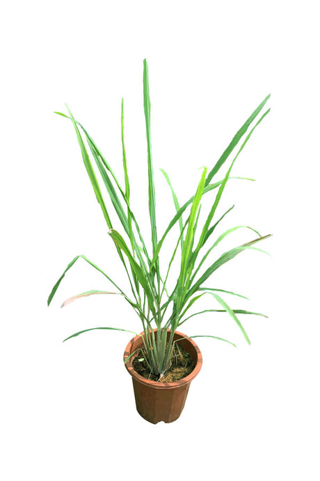 Lemon Grass - Cymbopogon Citratus in a Garden with Tall Green Stalks


