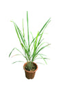 Lemon Grass - Cymbopogon Citratus in a Garden with Tall Green Stalks

