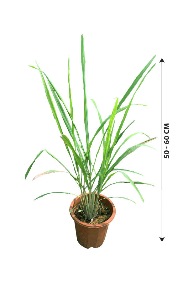 Lemon Grass -Cymbopogon Citratus-Outdoor Plant - Plantsworld.ae