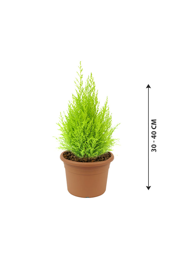 Lemon Cypress - Goldcrest - Plantsworld.ae