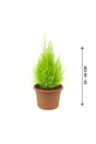 Lemon Cypress - Goldcrest - Plantsworld.ae