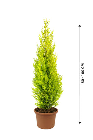 Lemon Cypress - Goldcrest - Plantsworld.ae