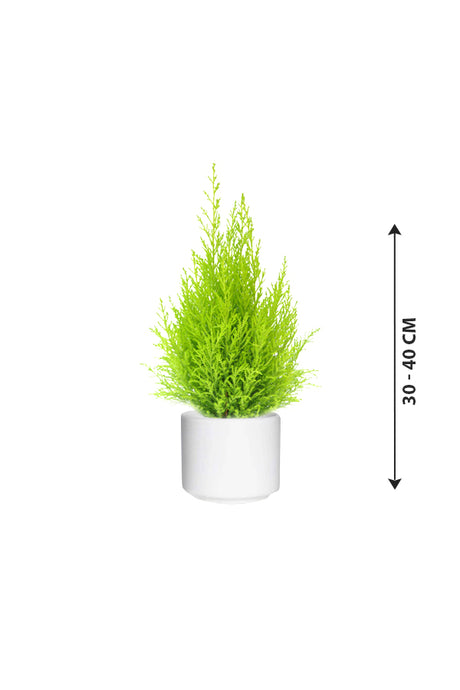 Lemon Cypress - Goldcrest - Plantsworld.ae