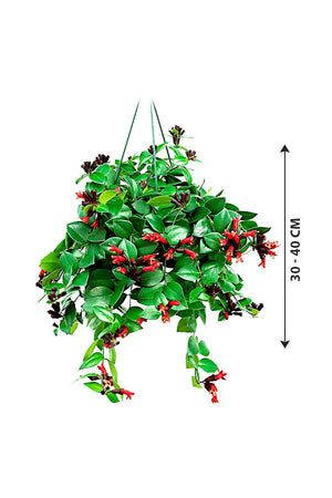 Lipsticks Plant - Aeschynanthus Lipstick - Plantsworld.ae