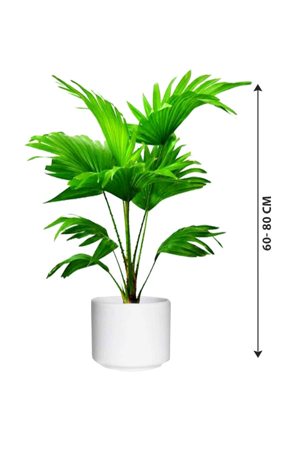 Cabbage Palm - Livistona Australis - Plantsworld.ae