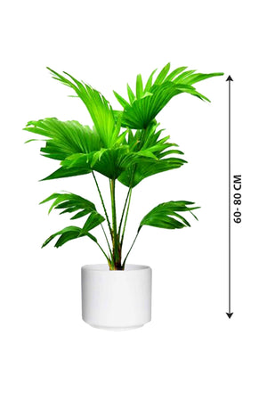 Cabbage Palm - Livistona Australis - Plantsworld.ae