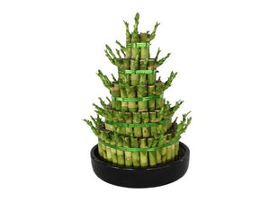 Lucky Bamboo - Steps - Plantsworld.ae