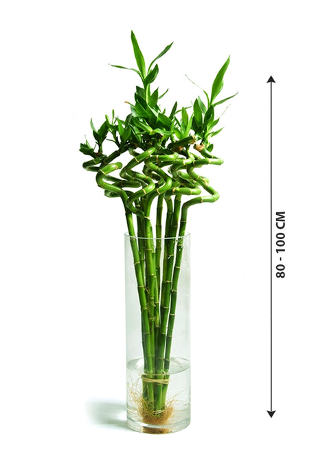 Lucky Bamboo Stick in Glass Vase - Dracaena Sanderiana - Plantsworld.ae