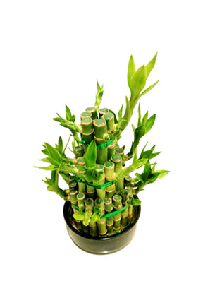 Lucky Bamboo with 3 steps in a nursery plastic pot, symbolizing good luck and prosperity, ideal for home or office décor
