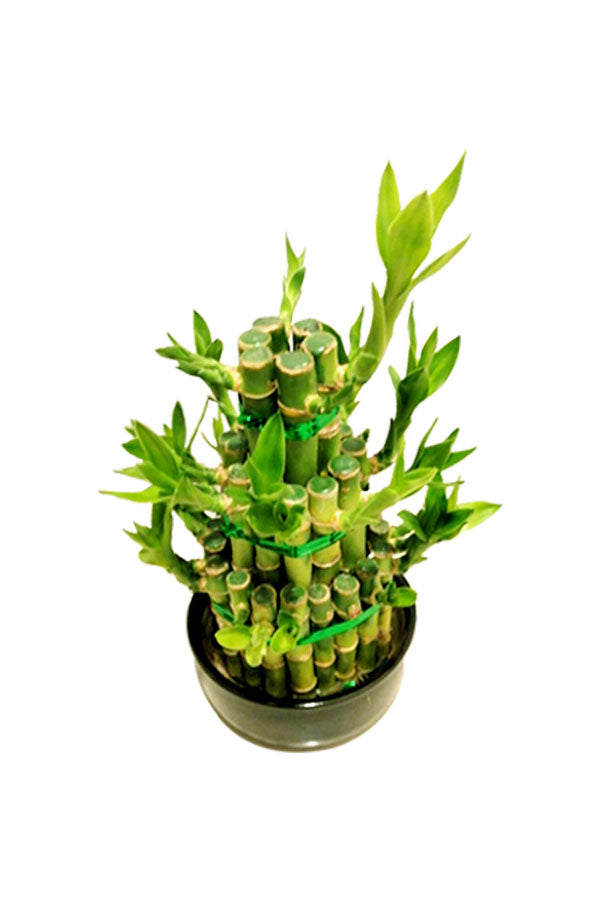 Lucky Bamboo - Steps - Plantsworld.ae