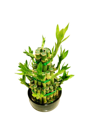 Lucky Bamboo - Steps - Plantsworld.ae