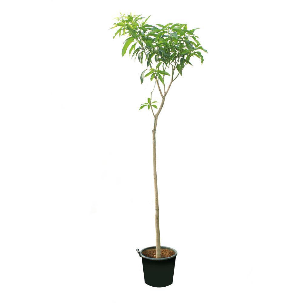 Mango-Mangifera Indica - Mango-Mangifera Indica - Plantsworld.ae