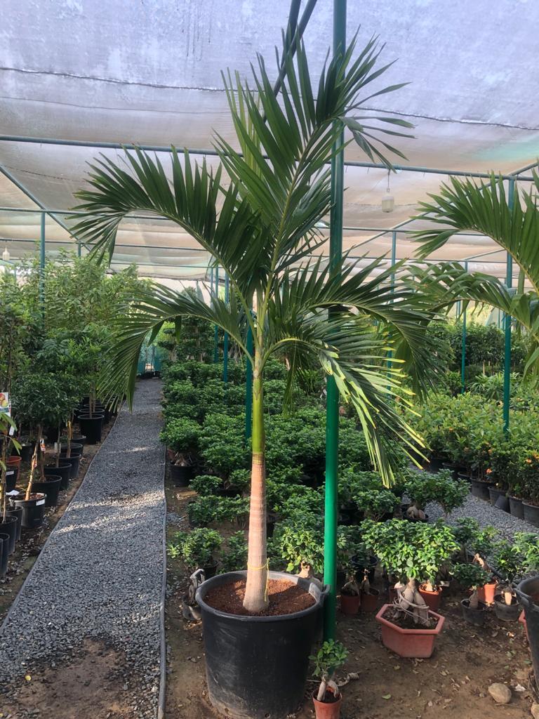 Veitchia Palm – Manila Palm - Plantsworld.ae