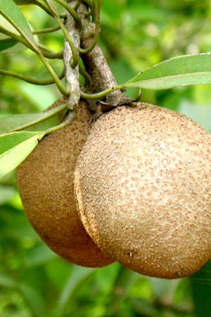 Chikoo (Sapodilla) - Manilkara Zapota - Plantsworld.ae
