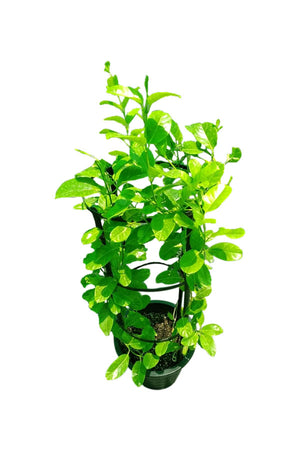 Mandevilla Sanderi - Brazilian Jasmine Outdoor Flowering Plant in Full Bloom