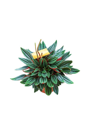 Metallic Peperomia - Peperomia Metallica - Plantsworld.ae