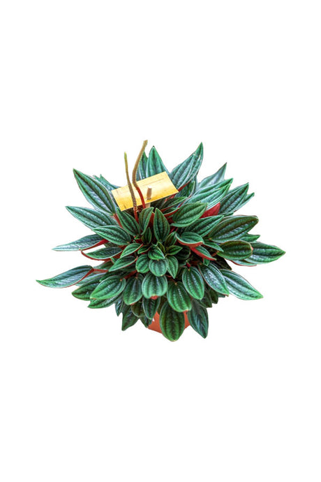 Metallic Peperomia - Peperomia Metallica - Plantsworld.ae
