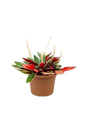 Metallic Peperomia - Peperomia Metallica - Plantsworld.ae