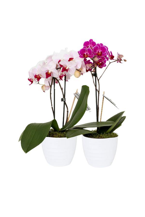Livistona Palm in Decorative Pot – Indoor Palm Plant for Home and Office in UAE