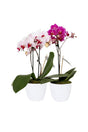 Livistona Palm in Decorative Pot – Indoor Palm Plant for Home and Office in UAE