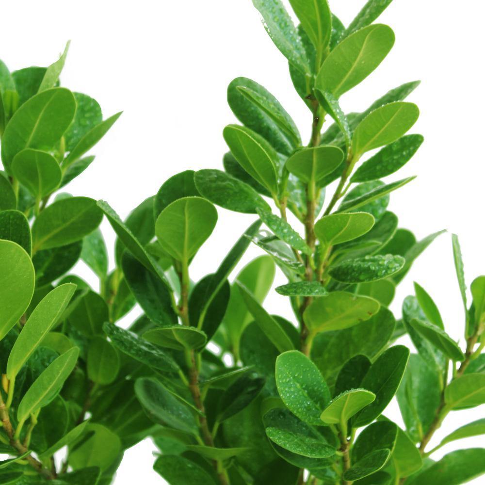 Mistletoe Fig - Ficus Deltoidea - Plantsworld.ae