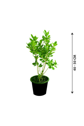 Mistletoe Fig - Ficus Deltoidea - Plantsworld.ae