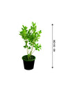 Mistletoe Fig - Ficus Deltoidea - Plantsworld.ae