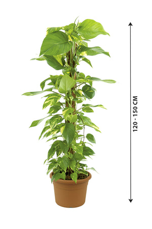 MoneyPlant-EpipremnumAureum_NurseryPlasticPot