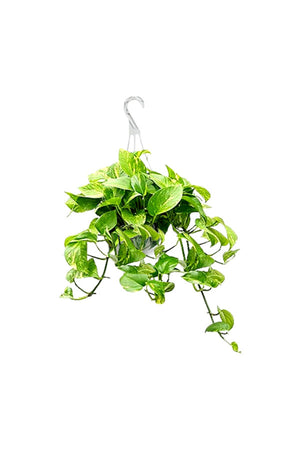 Golden Pothos - Epipremnum Aureum - Hanging - Plantsworld.ae