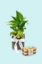 Money plant gift symbolizing luck and prosperity